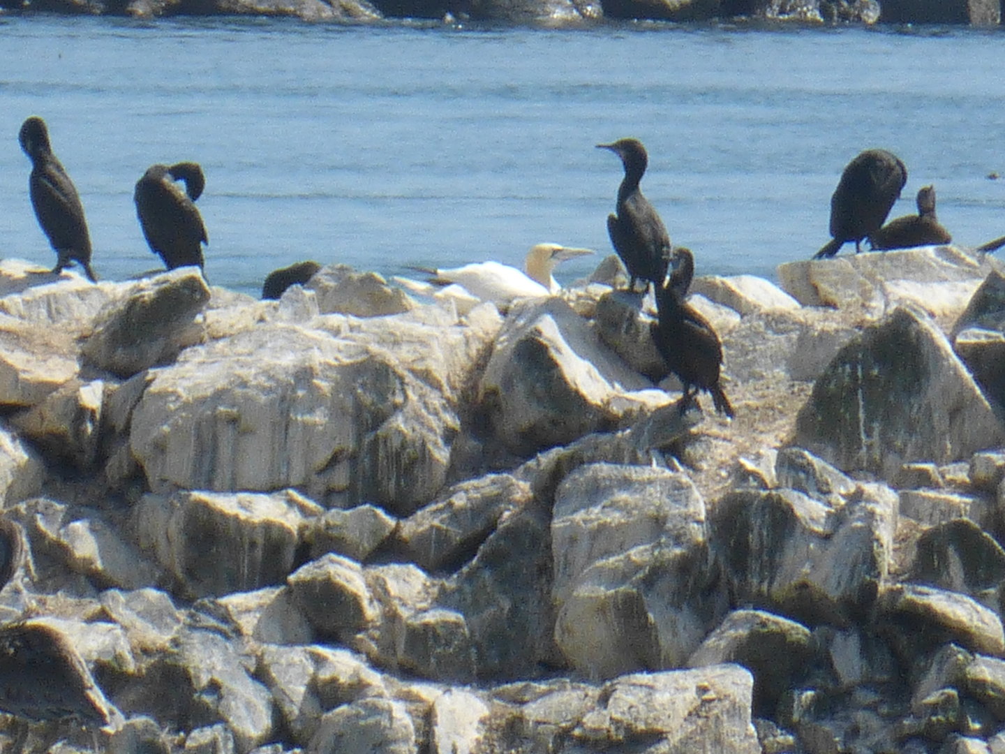 Morris the only Pacific gannet