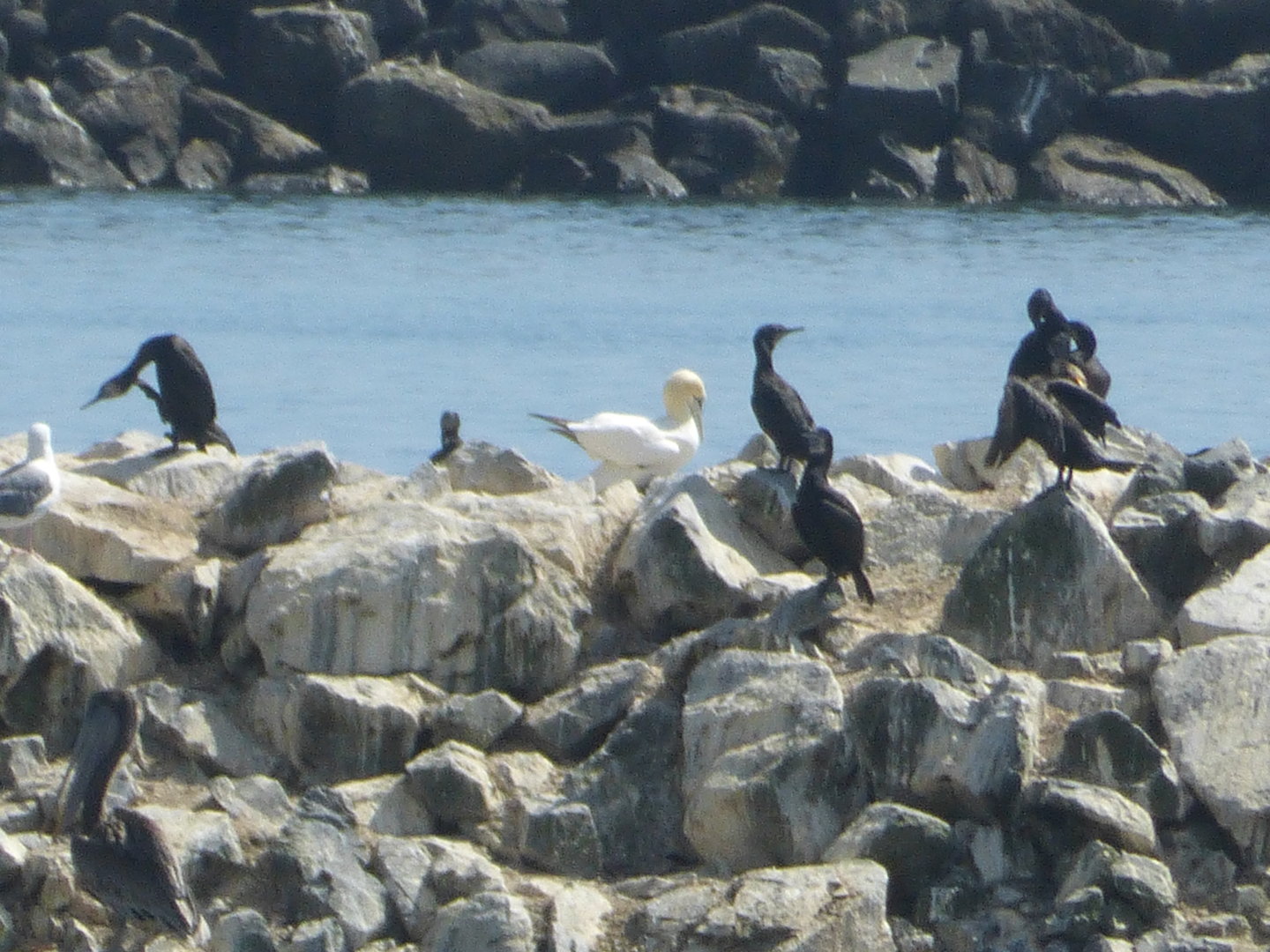 Morris the only Pacific gannet
