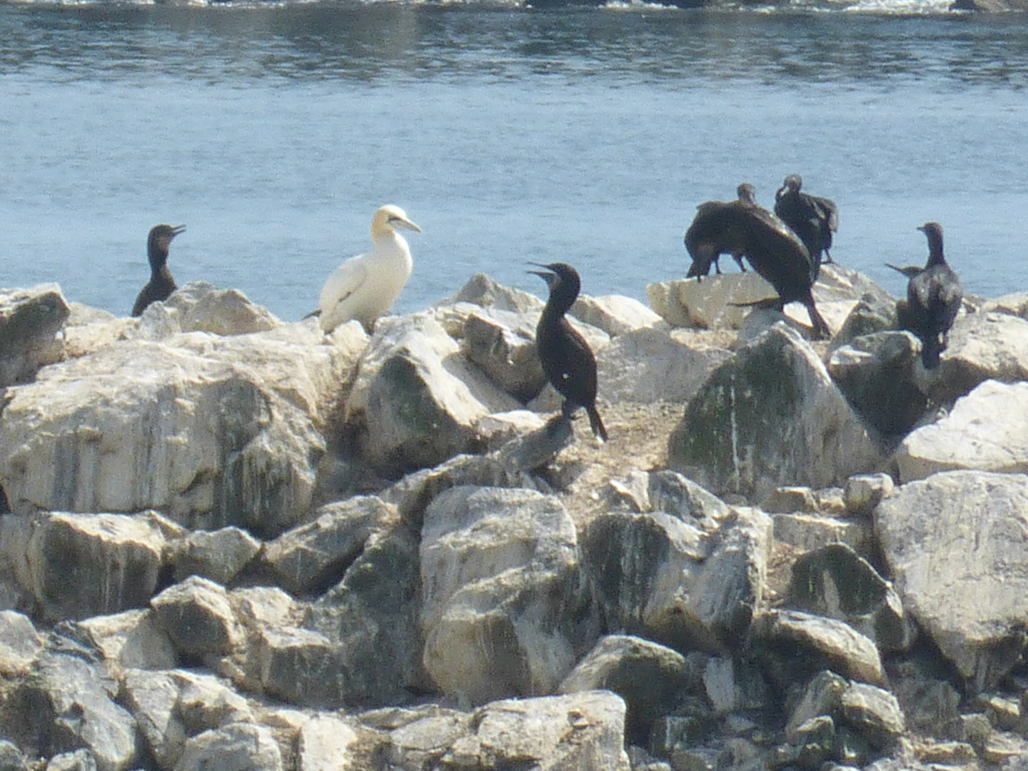 Morris the only Pacific gannet
