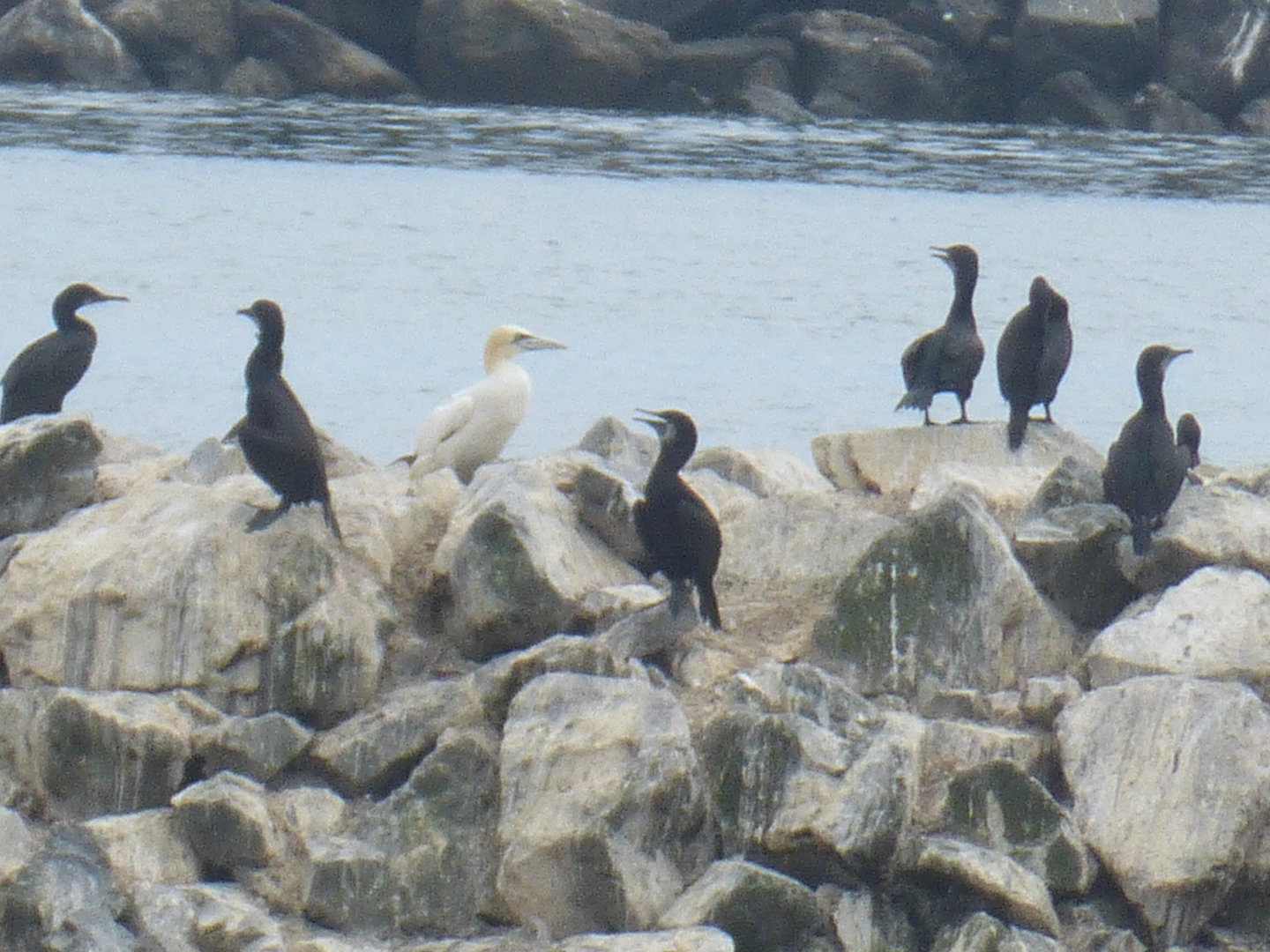 Morris the only Pacific gannet