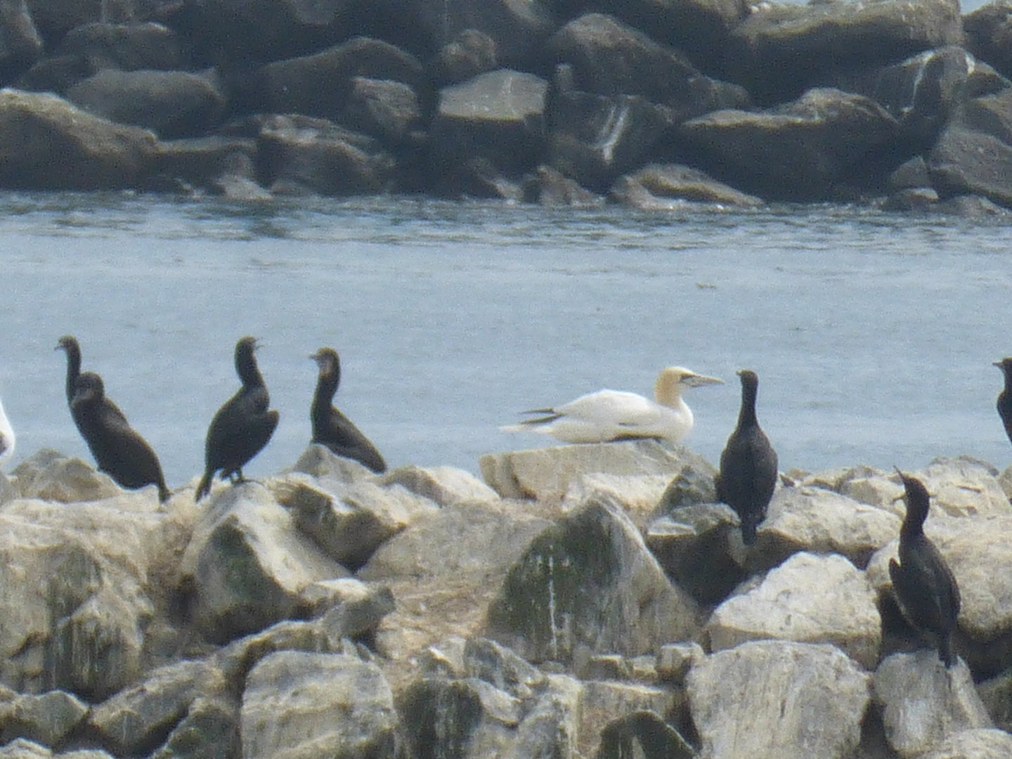 Morris the only Pacific gannet
