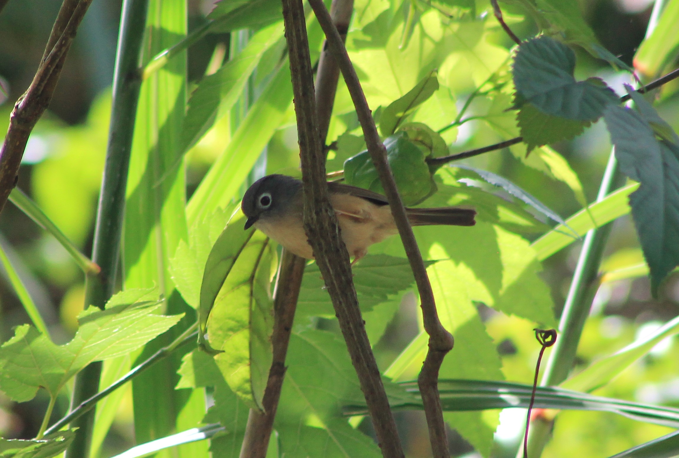 Morrison's Fulvetta (Alcippe morrisonia)