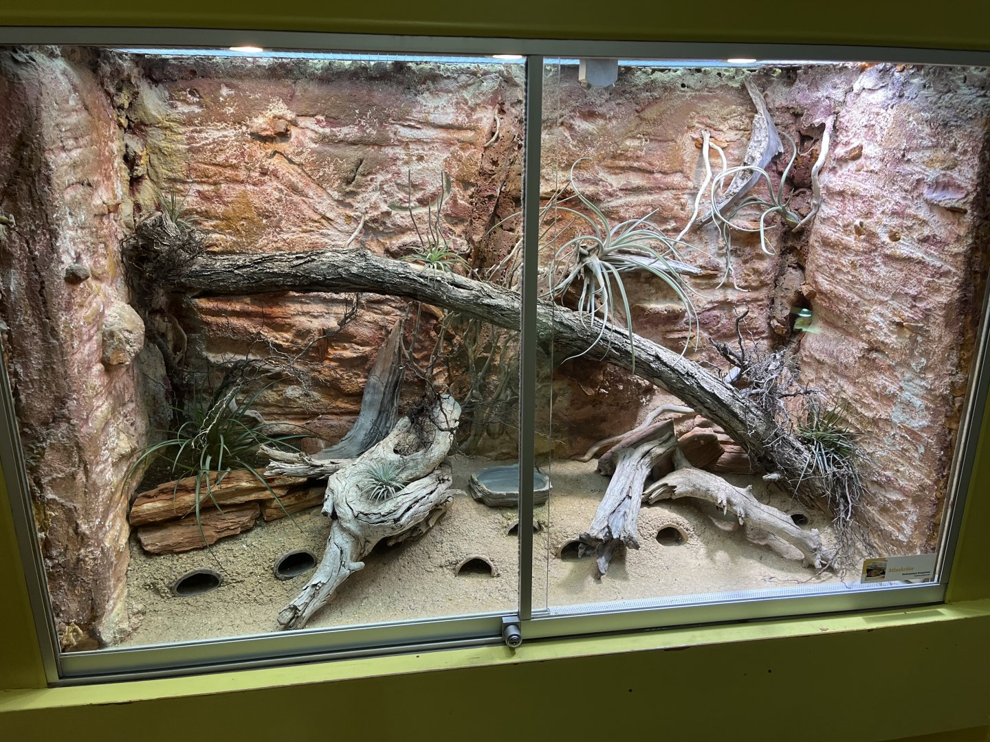 Morrocan greeb toad exhibit 13.7.25