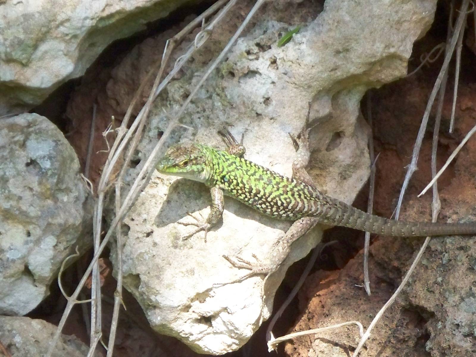 morrocan wall lizard? L. perspicillata