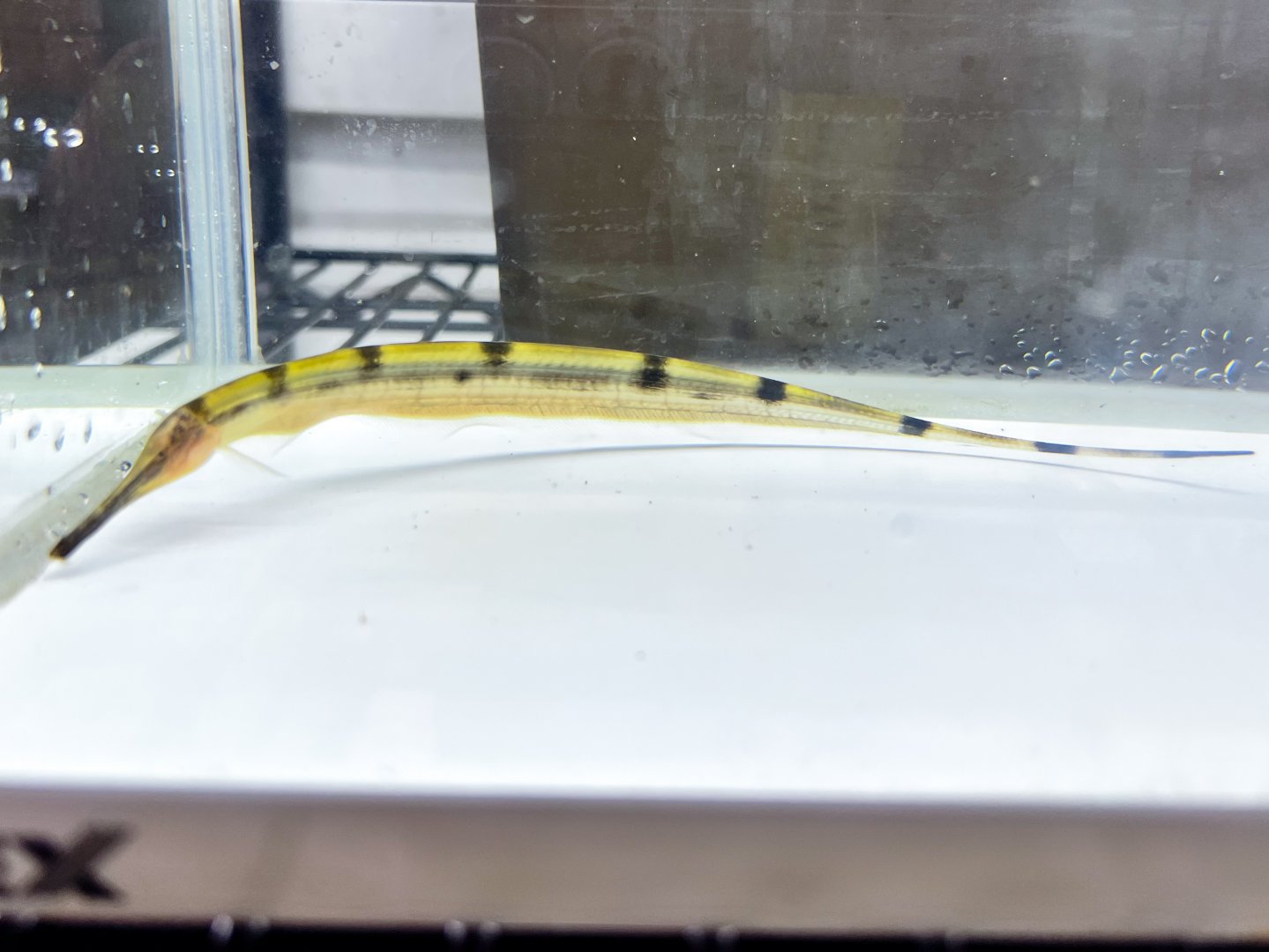 Morse Knifefish (Gymnorhamphichthys rondoni)