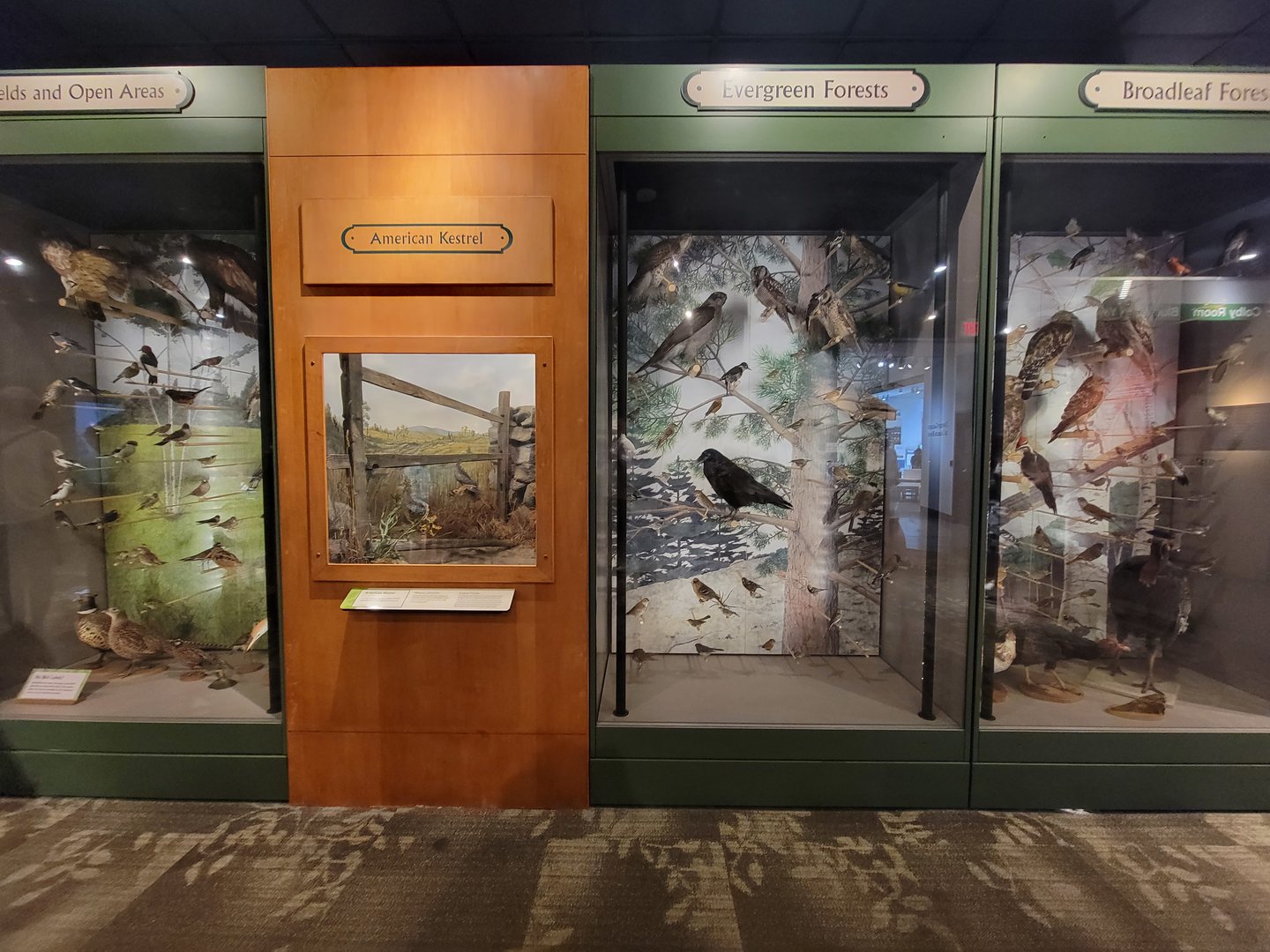 MOS Boston - A Bird's World, American Kestrel, Evergreen Forests