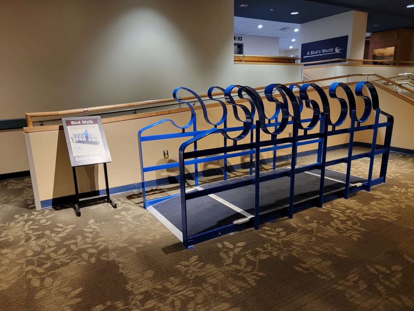 MOS Boston - A Bird's World, Bird Walk