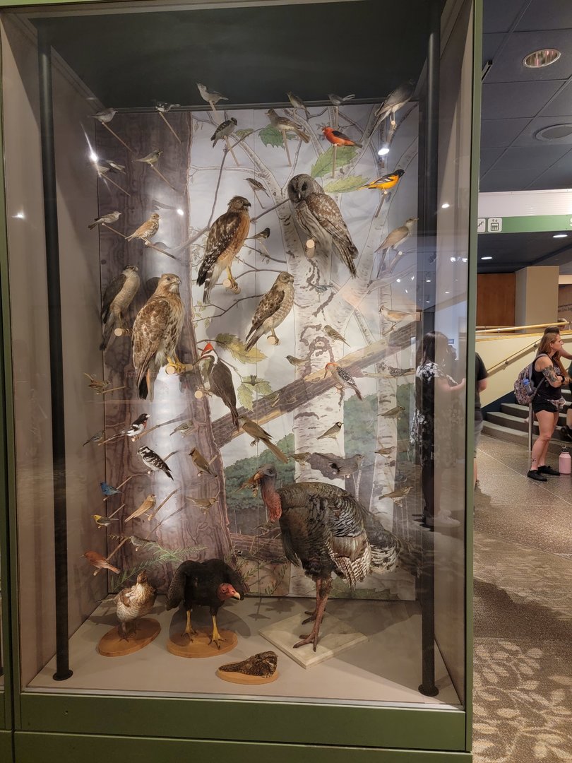 MOS Boston - A Bird's World, Broadleaf Forests