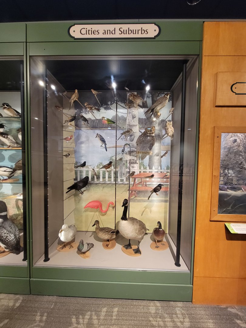 MOS Boston - A Bird's World, Cities and Suburbs