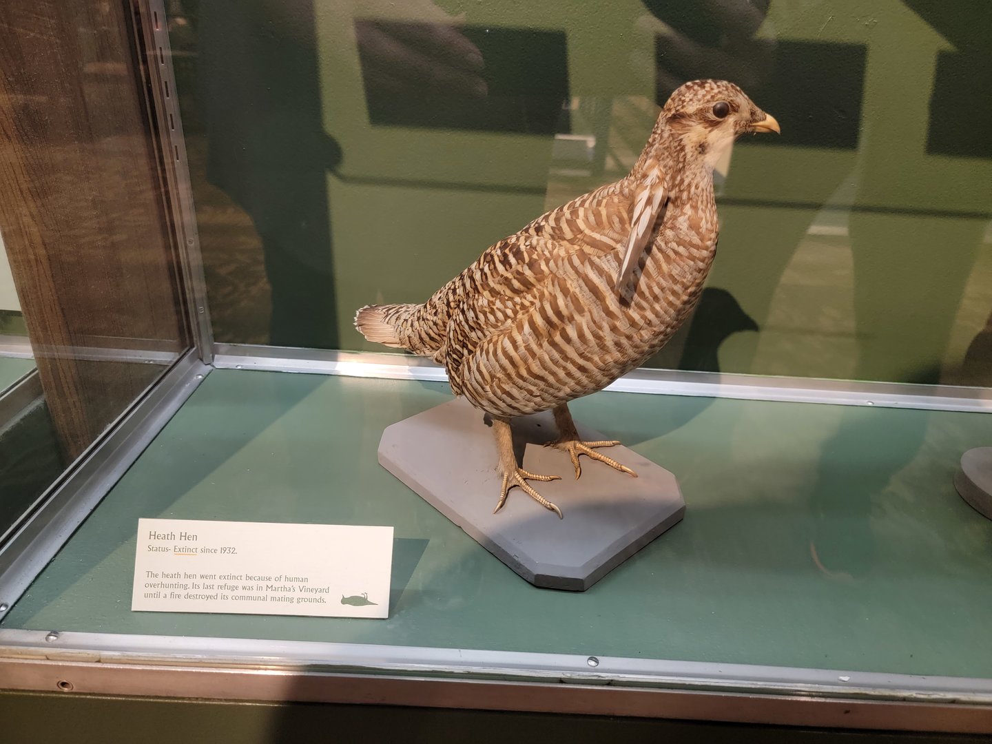 MOS Boston - A Bird's World, Extinct and Endangered, Heath Hen