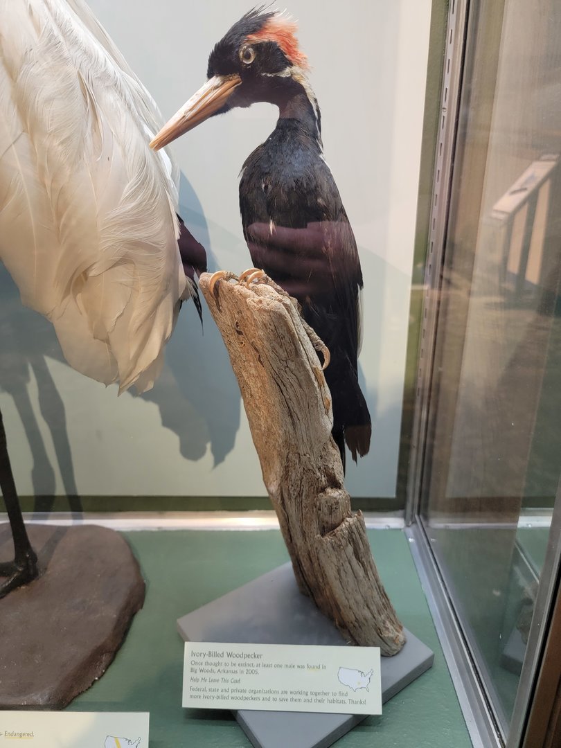 MOS Boston - A Bird's World, Extinct and Endangered, Ivory-billed Woodpecker