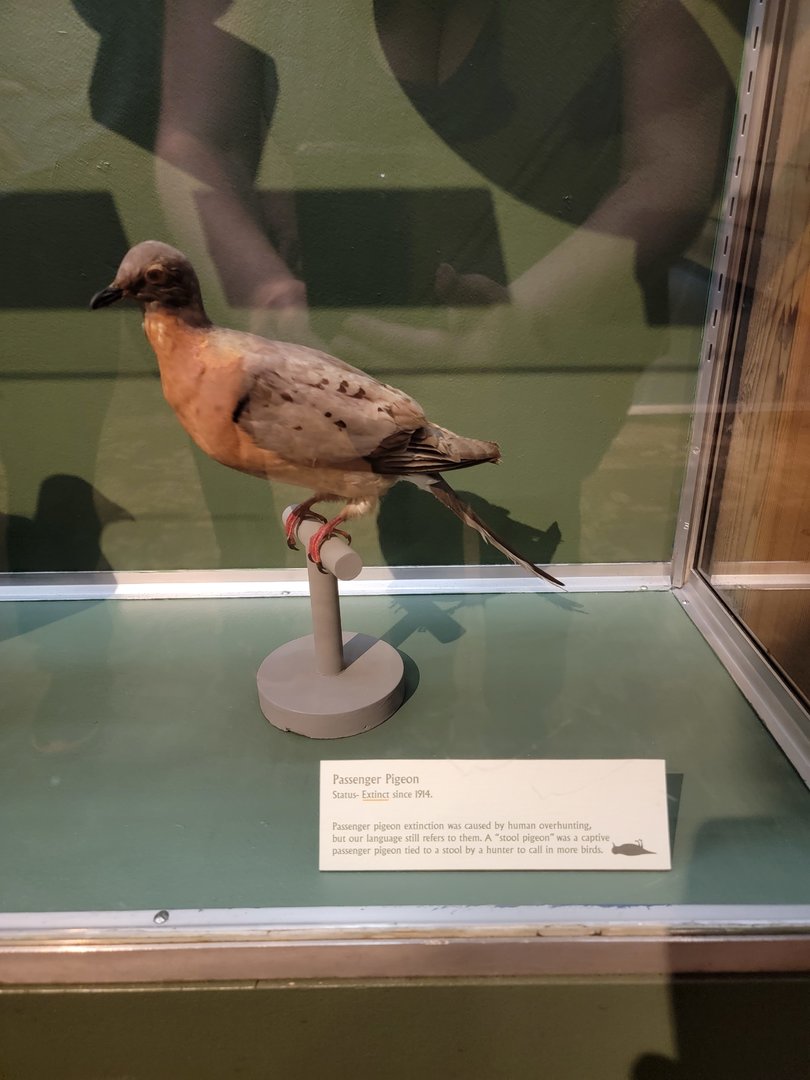 MOS Boston - A Bird's World, Extinct and Endangered, Passenger Pigeon