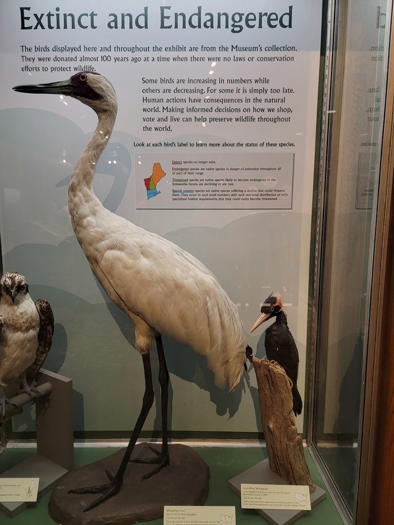 MOS Boston - A Bird's World, Extinct and Endangered, Whooping Crane and Ivory-billed Woodpecker