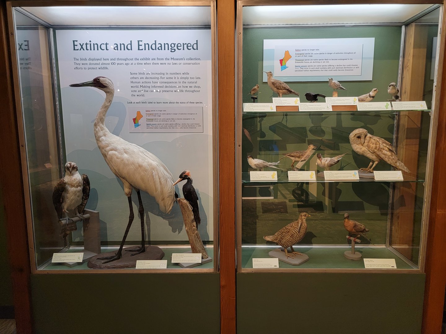 MOS Boston - A Bird's World, Extinct and Endangered
