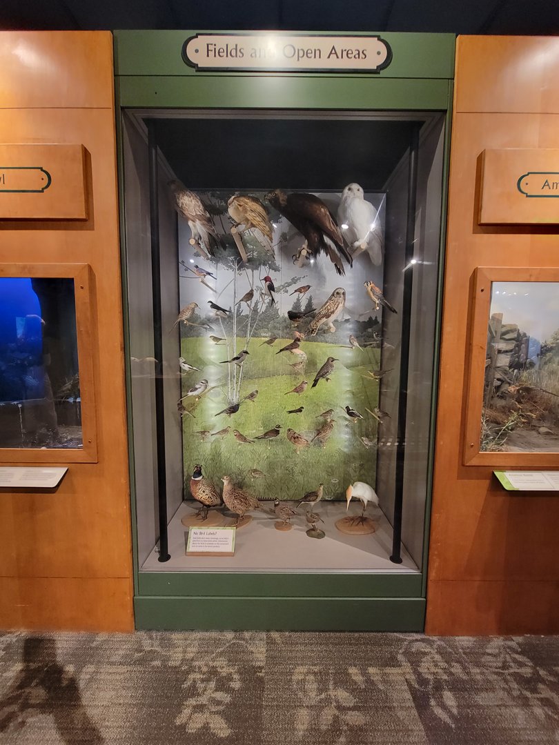 MOS Boston - A Bird's World, Fields and Open Areas