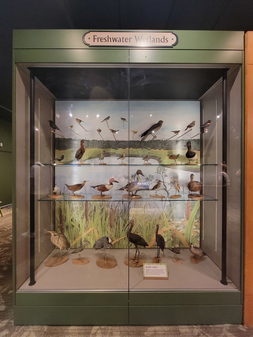 MOS Boston - A Bird's World, Freshwater Wetlands