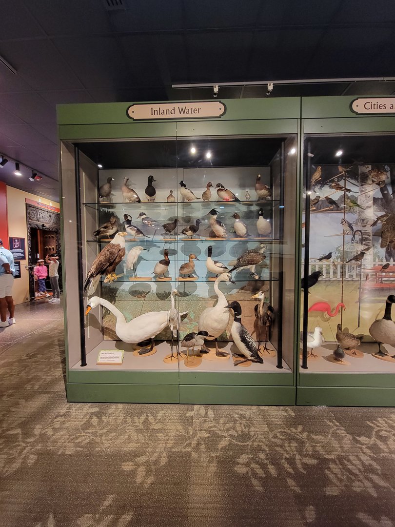 MOS Boston - A Bird's World, Inland Water