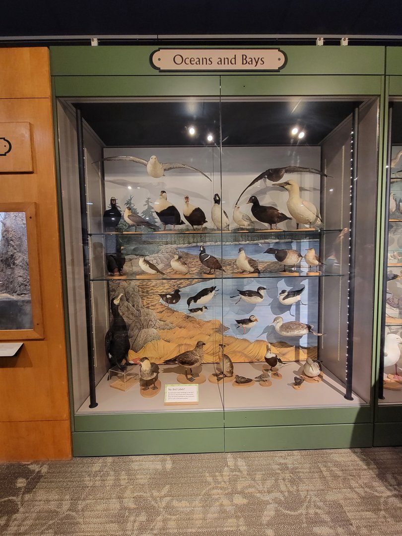 MOS Boston - A Bird's World, Oceans and Bays