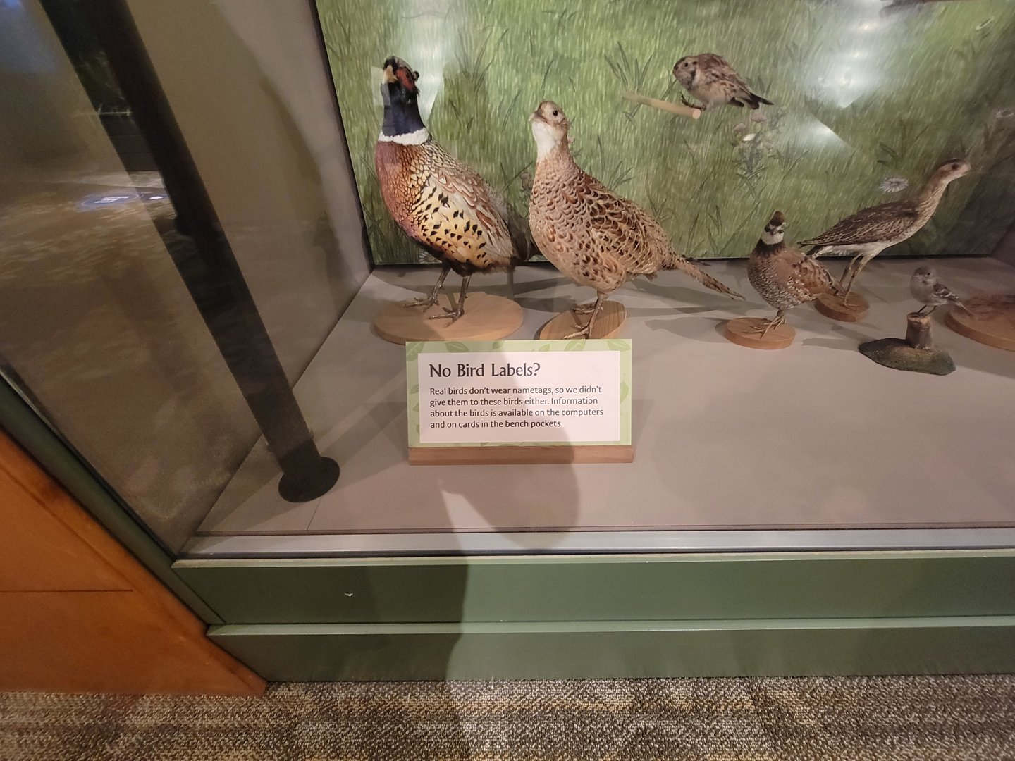 MOS Boston - A Bird's World, "Real birds don't wear nametags"