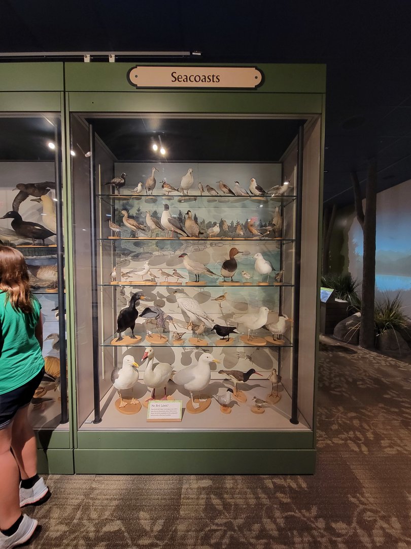 MOS Boston - A Bird's World, Seacoasts