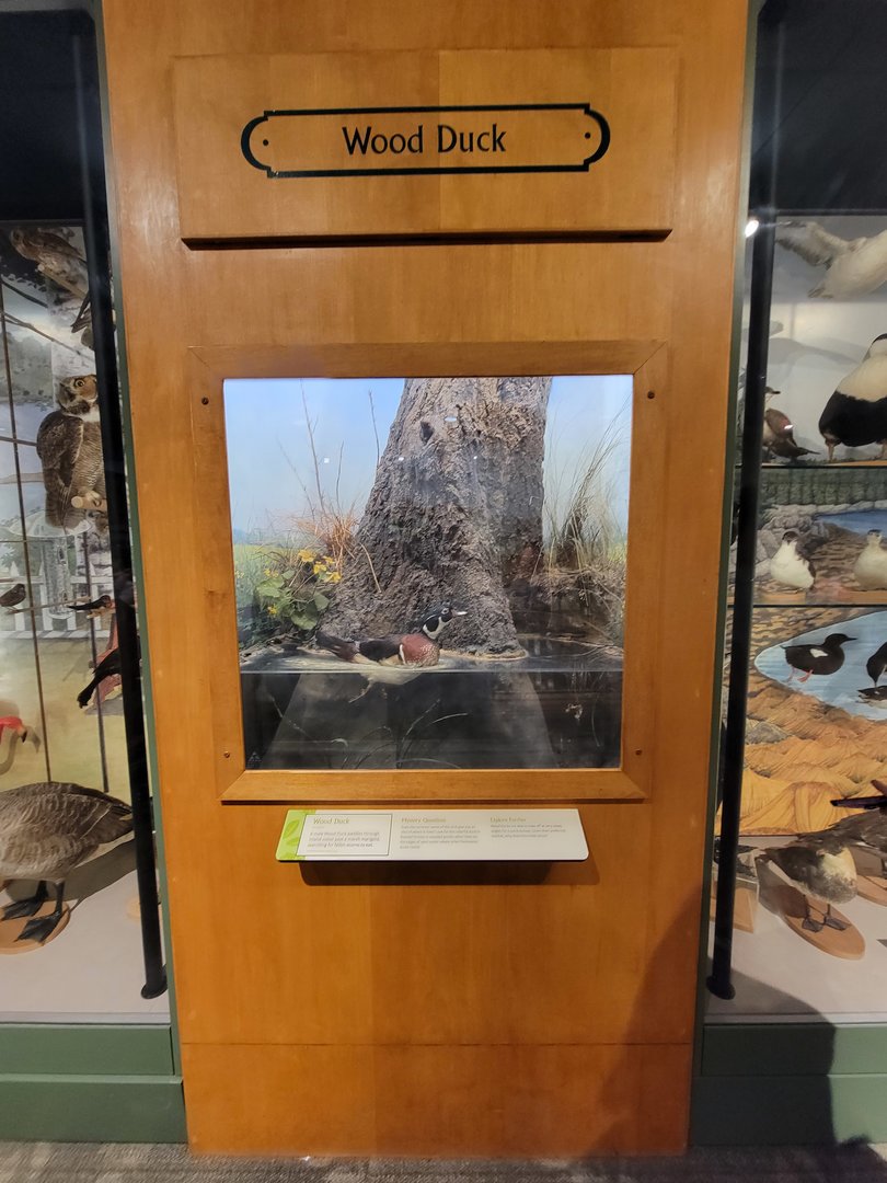 MOS Boston - A Bird's World, Wood Duck