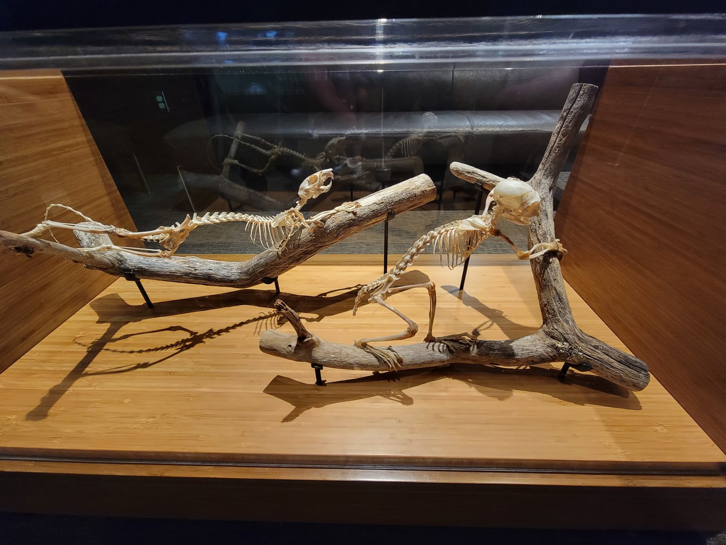 MOS Boston - Cotton-top Tamarin room, skeletons in table