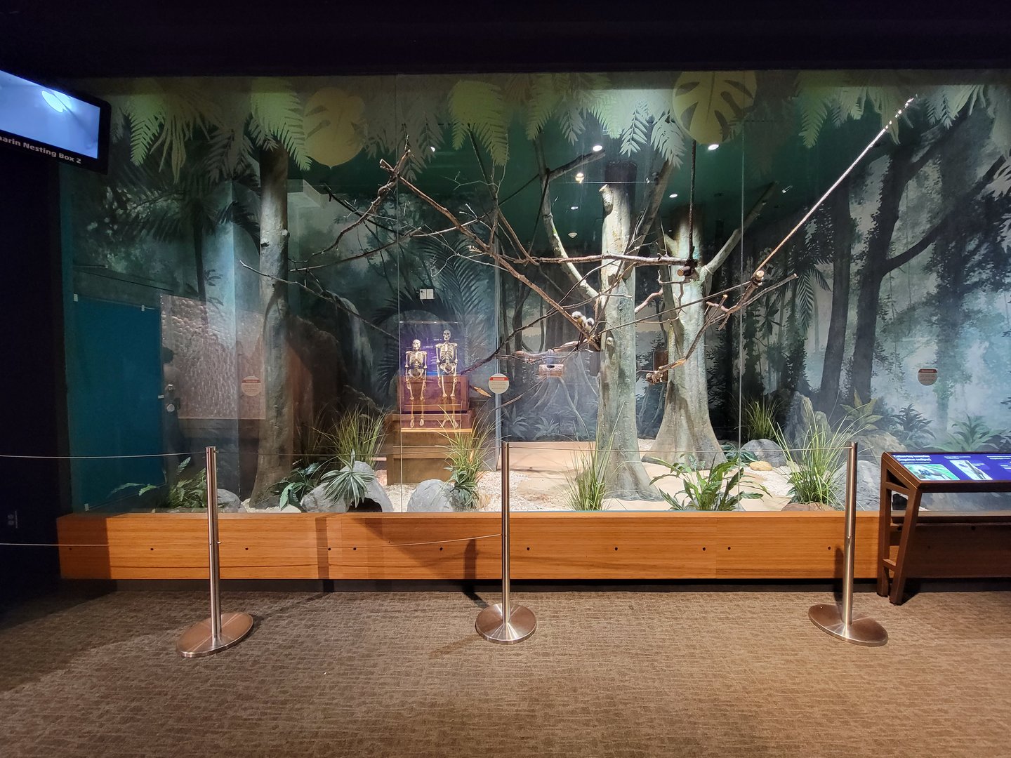 MOS Boston - Cotton-top Tamarin room