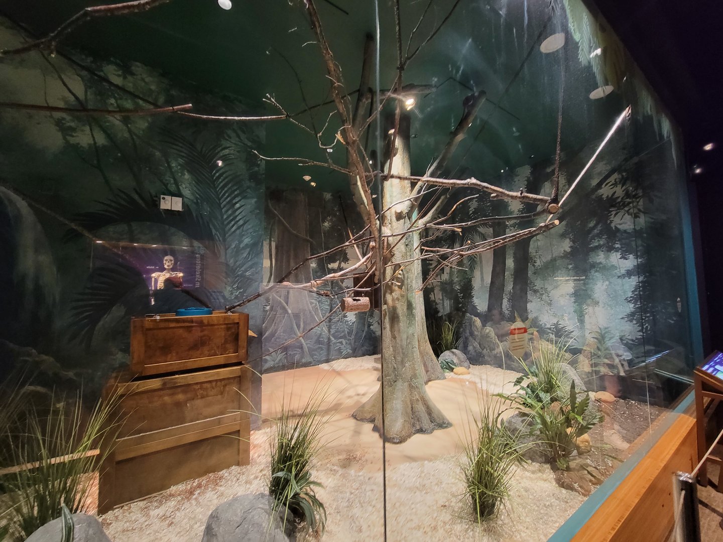 MOS Boston - Cotton-top Tamarin room