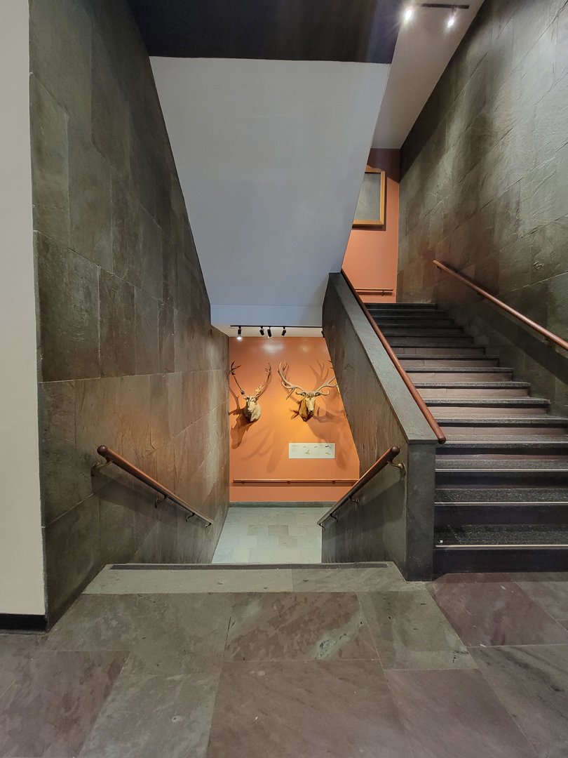 MOS Boston - Deer mounts in green wing stairwell