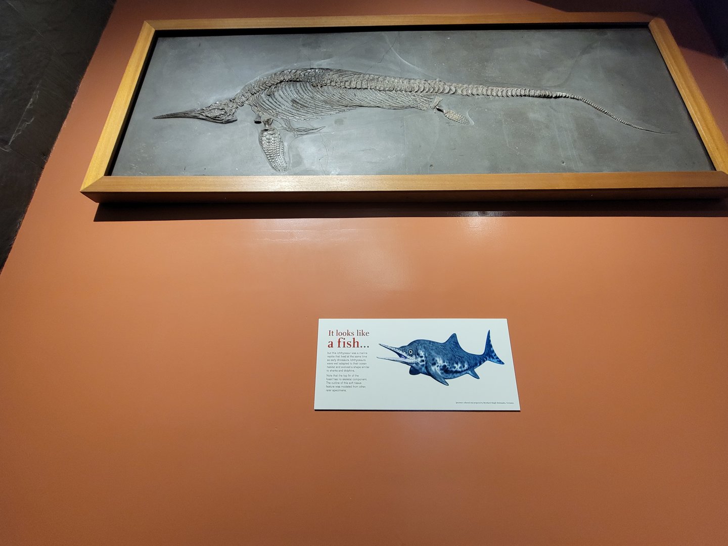 MOS Boston - Fish dinosaur thing in green wing stairwell