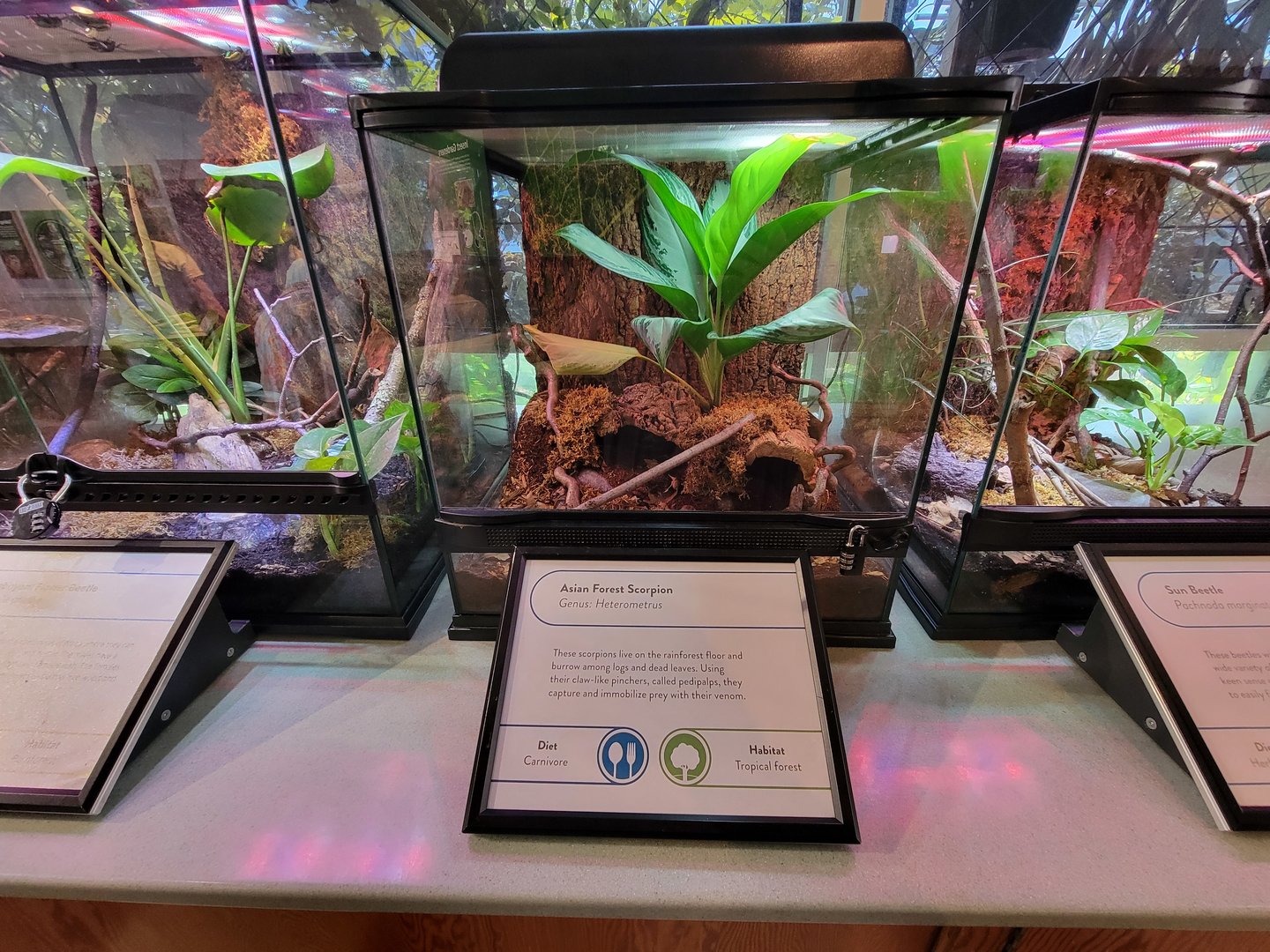 MOS Boston - Insect Zoo, Asian forest scorpion