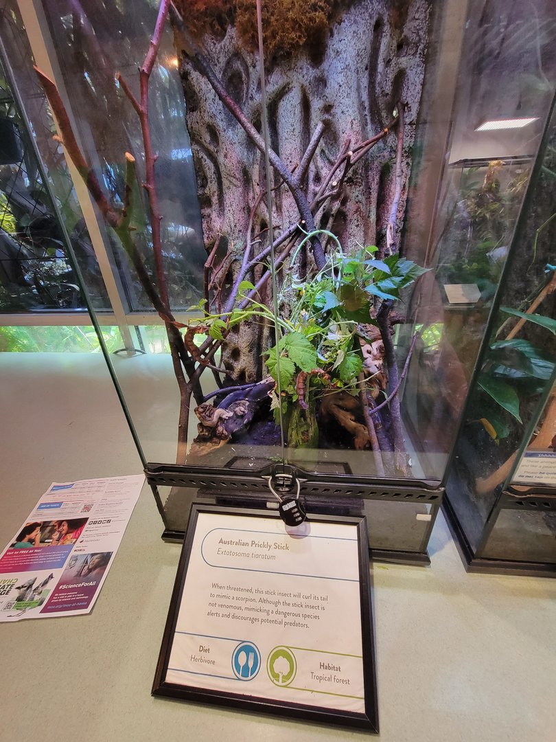 MOS Boston - Insect Zoo, Australian prickly stick