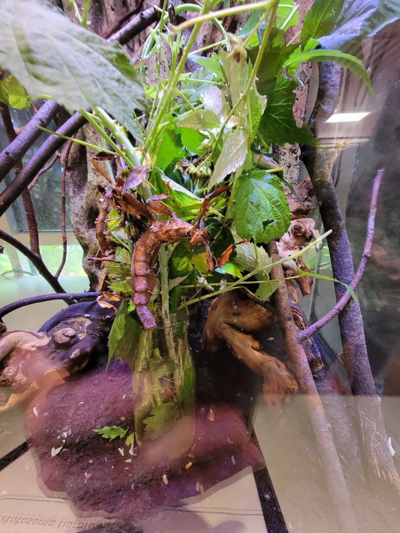 MOS Boston - Insect Zoo, Australian prickly stick