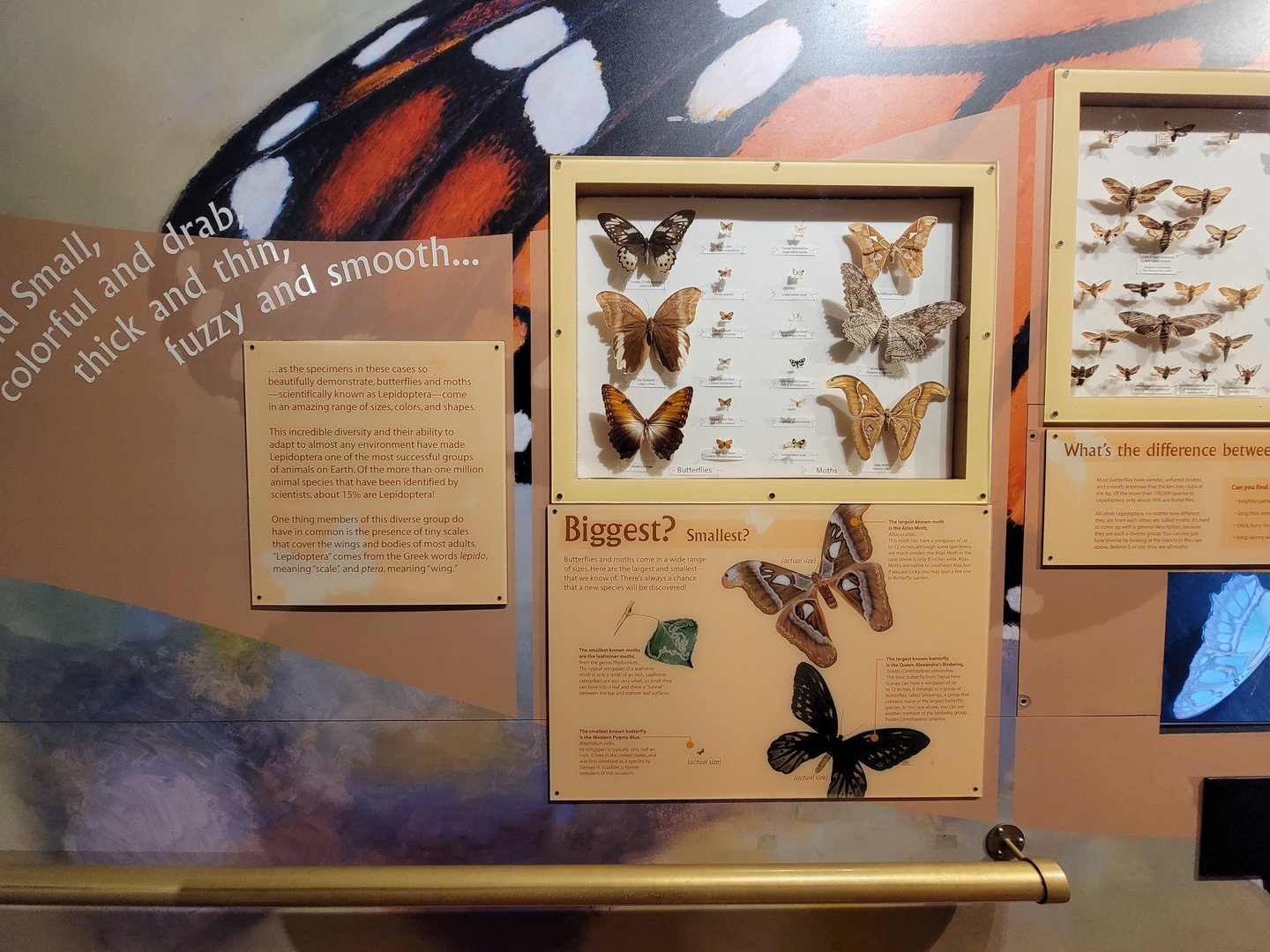 MOS Boston - Insect Zoo, biggest and smallest butterflies