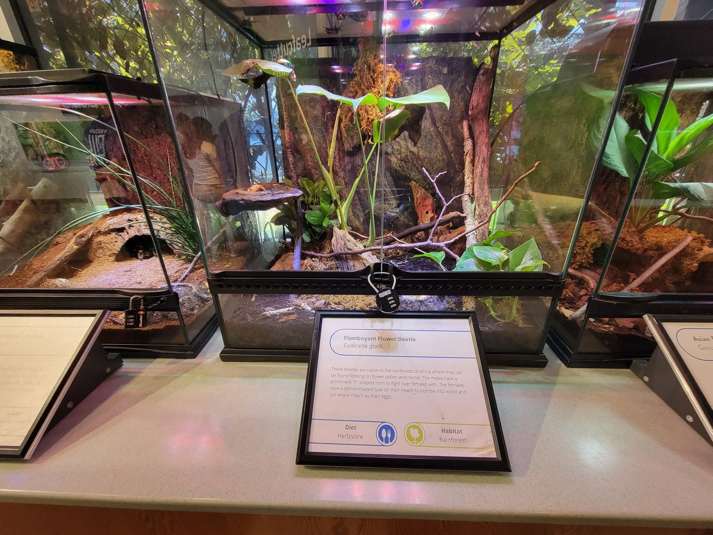 MOS Boston - Insect Zoo, flamboyant flower beetle