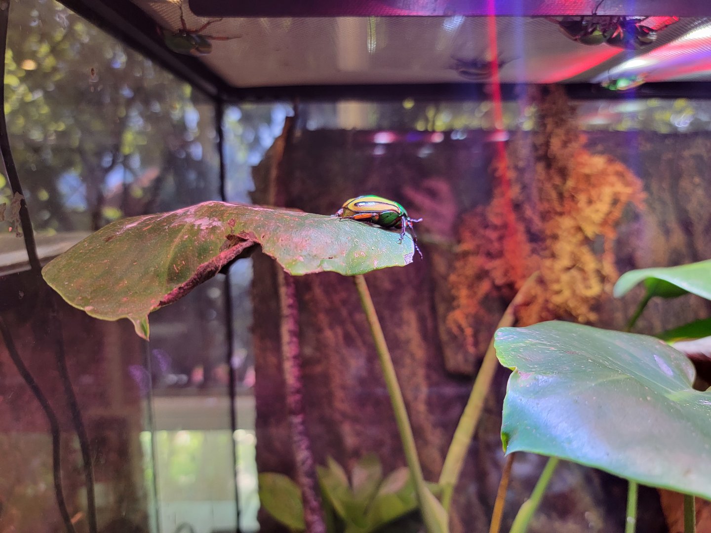 MOS Boston - Insect Zoo, flamboyant flower beetle