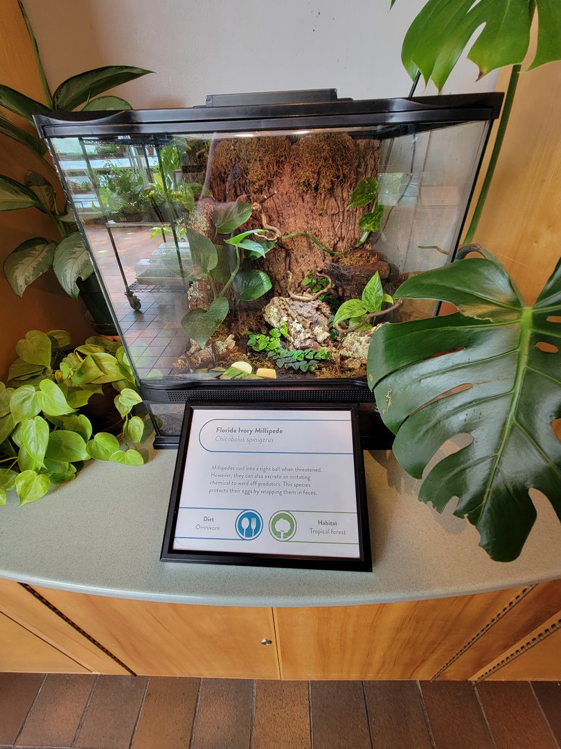 MOS Boston - Insect Zoo, Florida ivory millipede