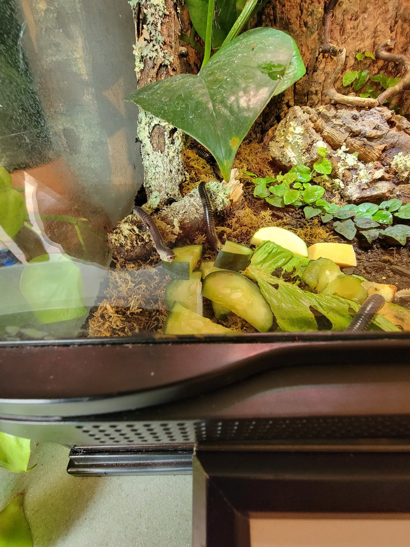 MOS Boston - Insect Zoo, Florida ivory millipedes