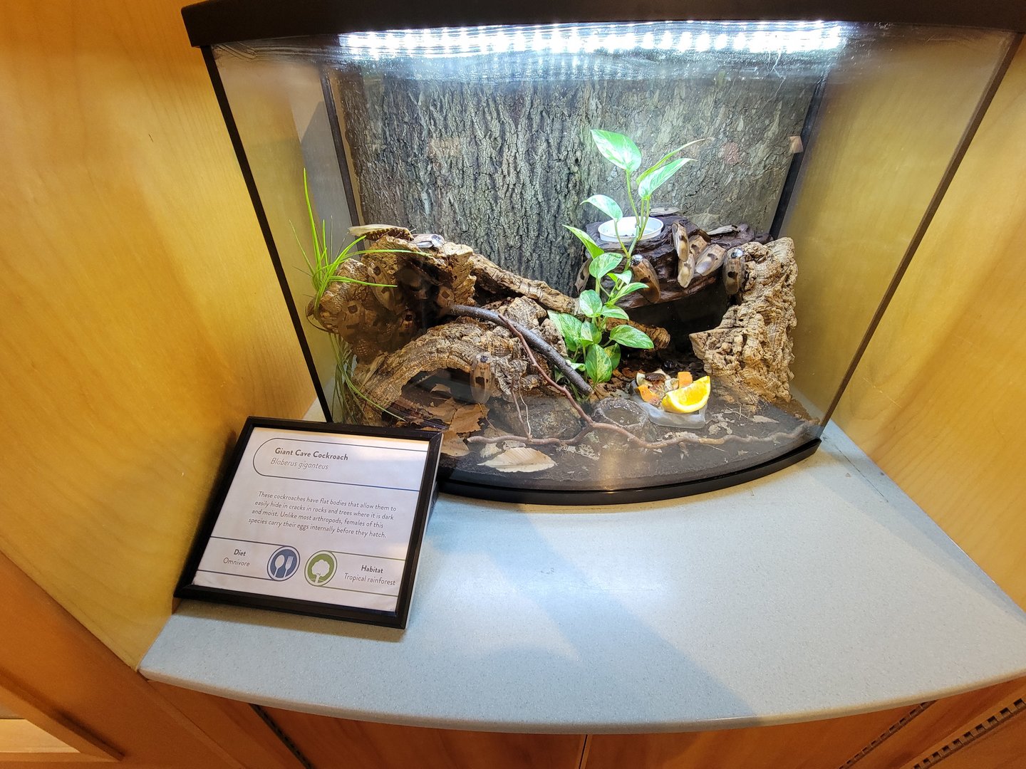 MOS Boston - Insect Zoo, giant cave cockroach