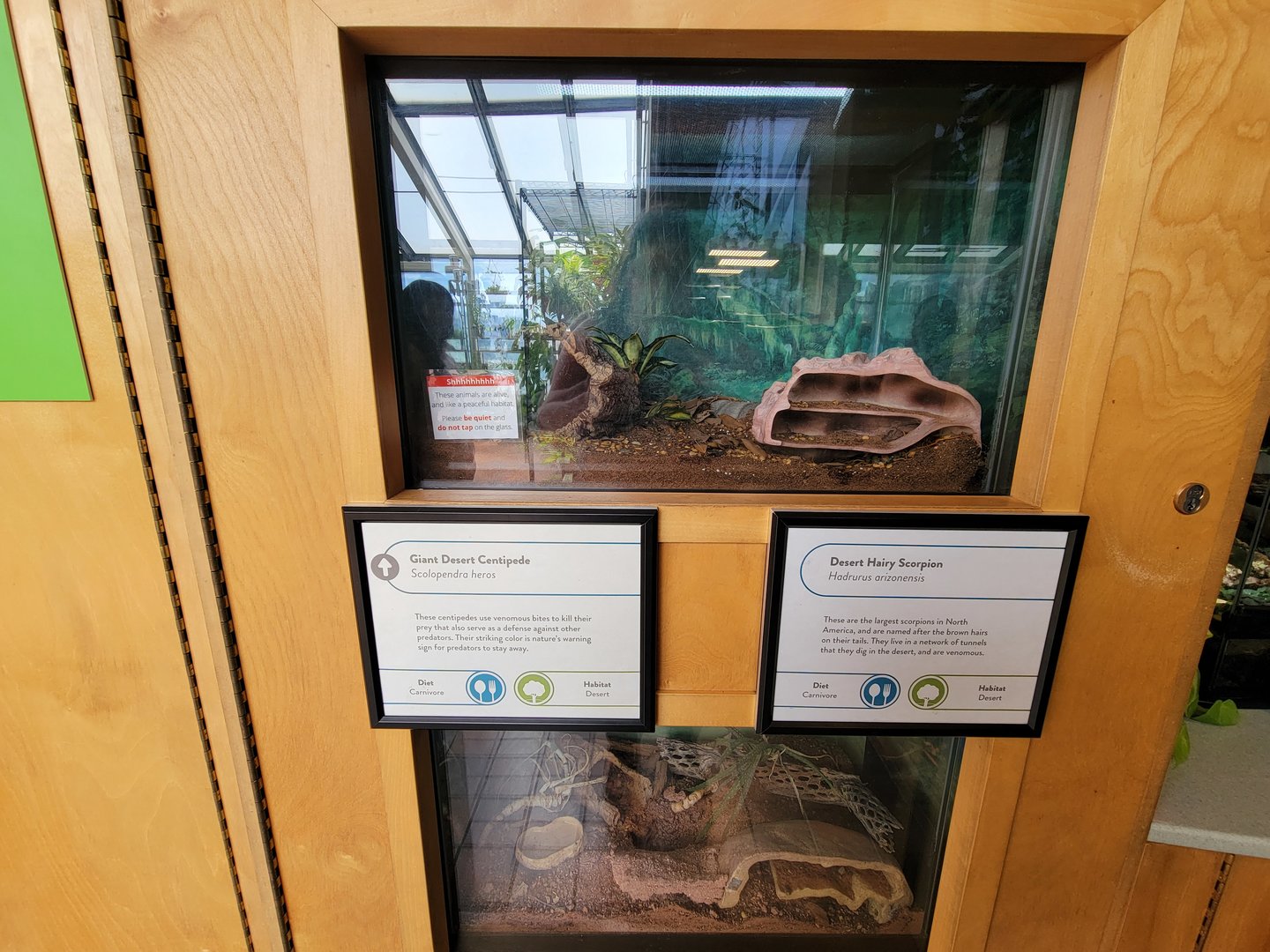 MOS Boston - Insect Zoo, giant desert centipede and desert hairy scorpion