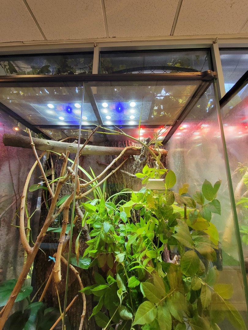 MOS Boston - Insect Zoo, giant stick insect