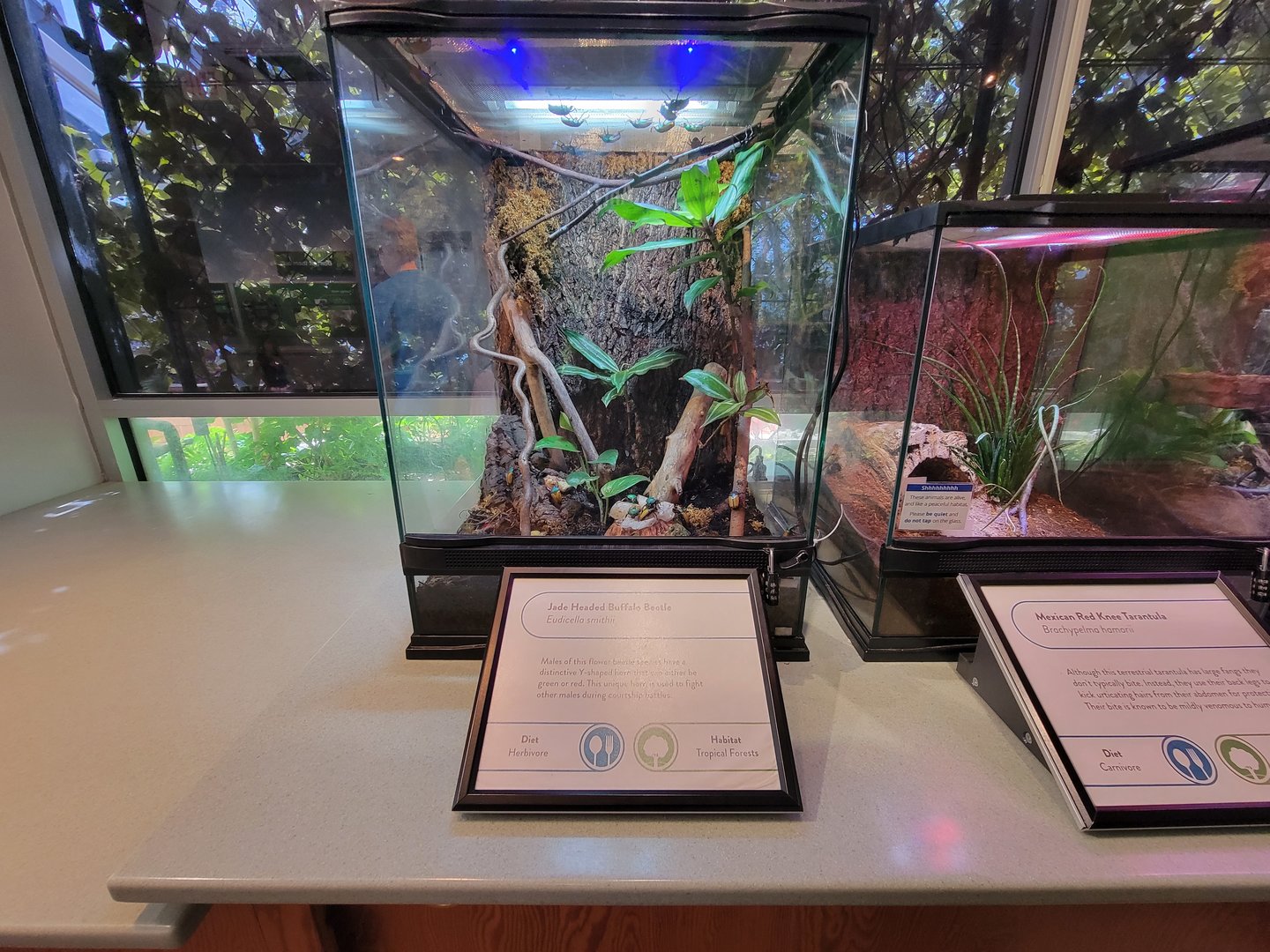 MOS Boston - Insect Zoo, jade-headed buffalo beetle