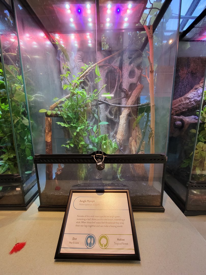MOS Boston - Insect Zoo, jungle nymph