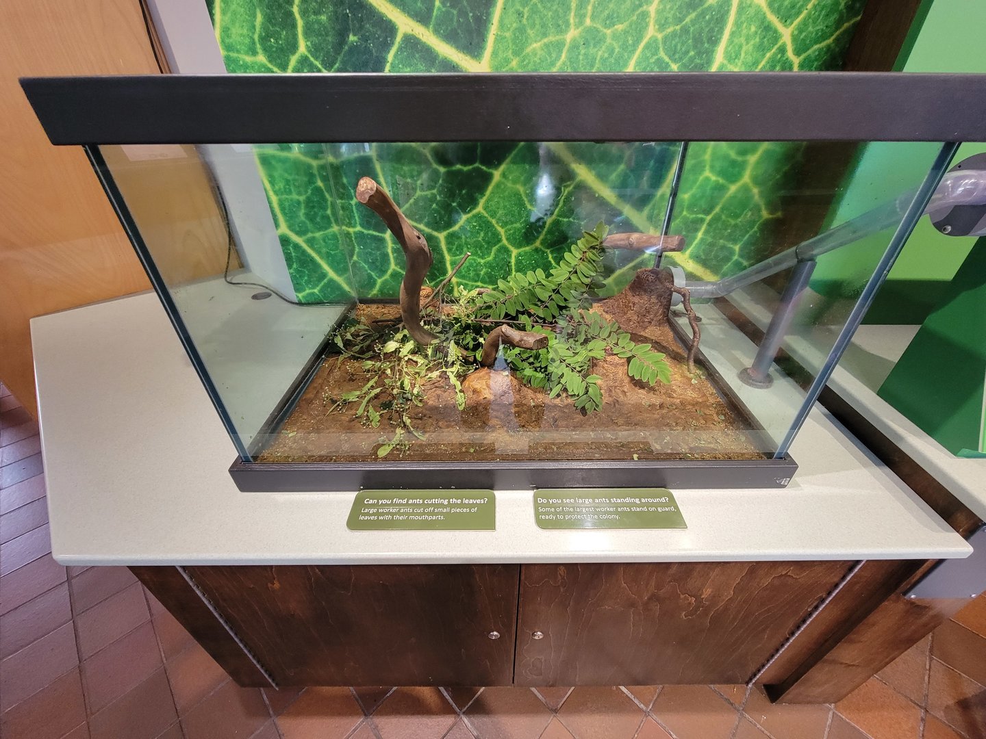 MOS Boston - Insect Zoo, leafcutter ants