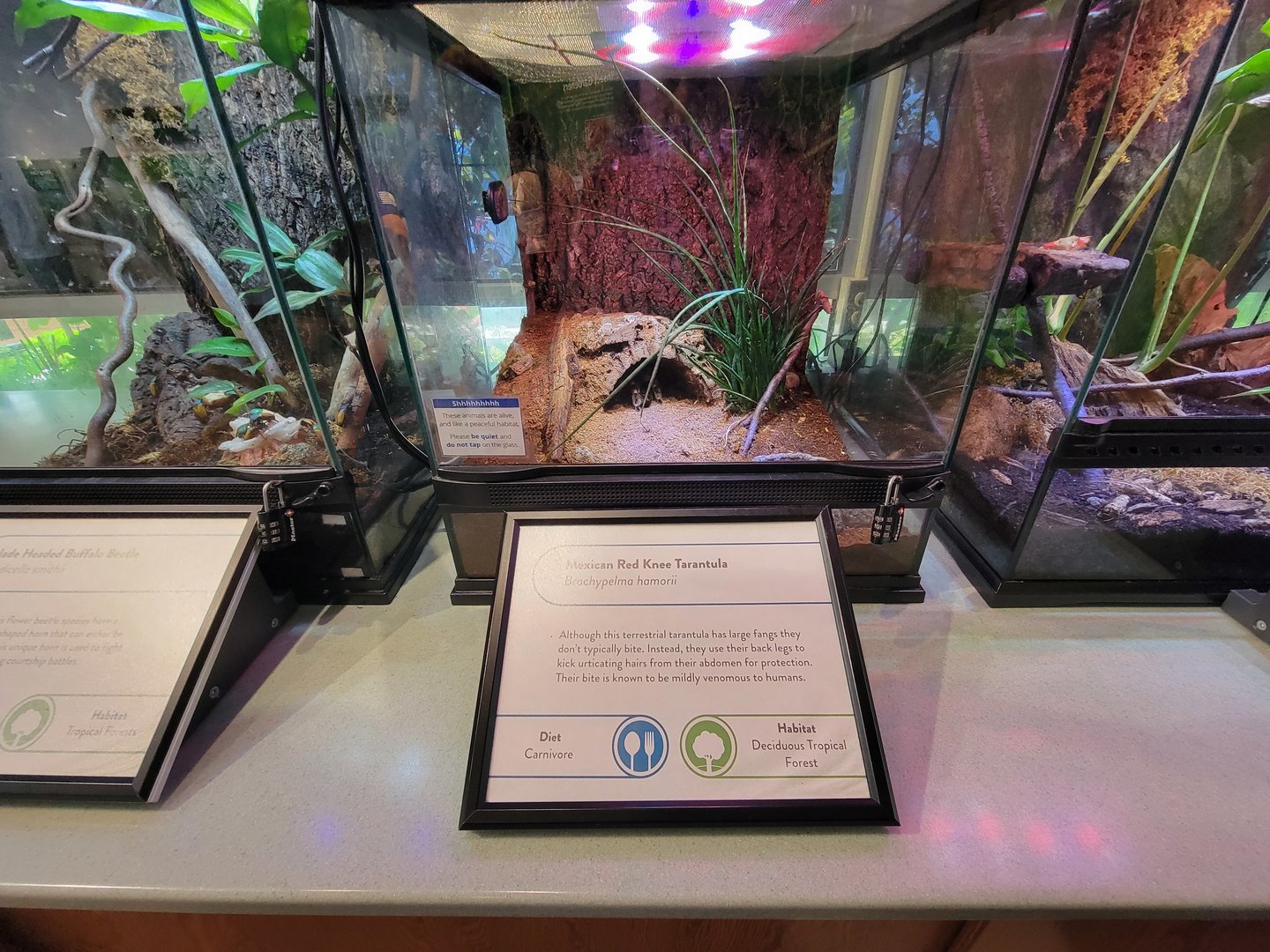 MOS Boston - Insect Zoo, Mexican red knee tarantula