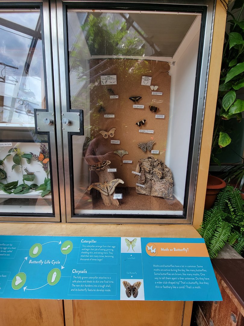 MOS Boston - Insect Zoo, moth or butterfly?