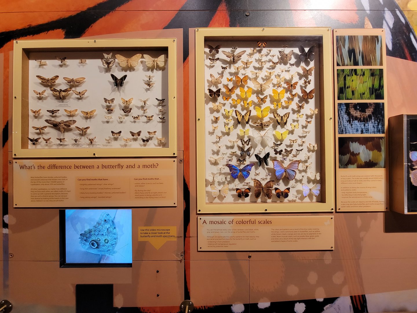 MOS Boston - Insect Zoo, moths vs butterflies, colorful scales