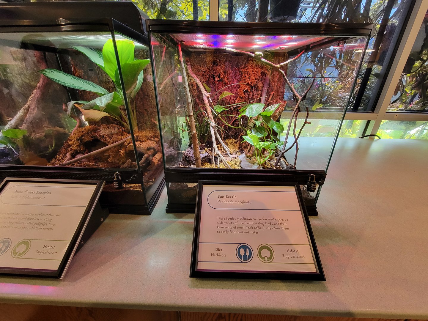 MOS Boston - Insect Zoo, sun beetle