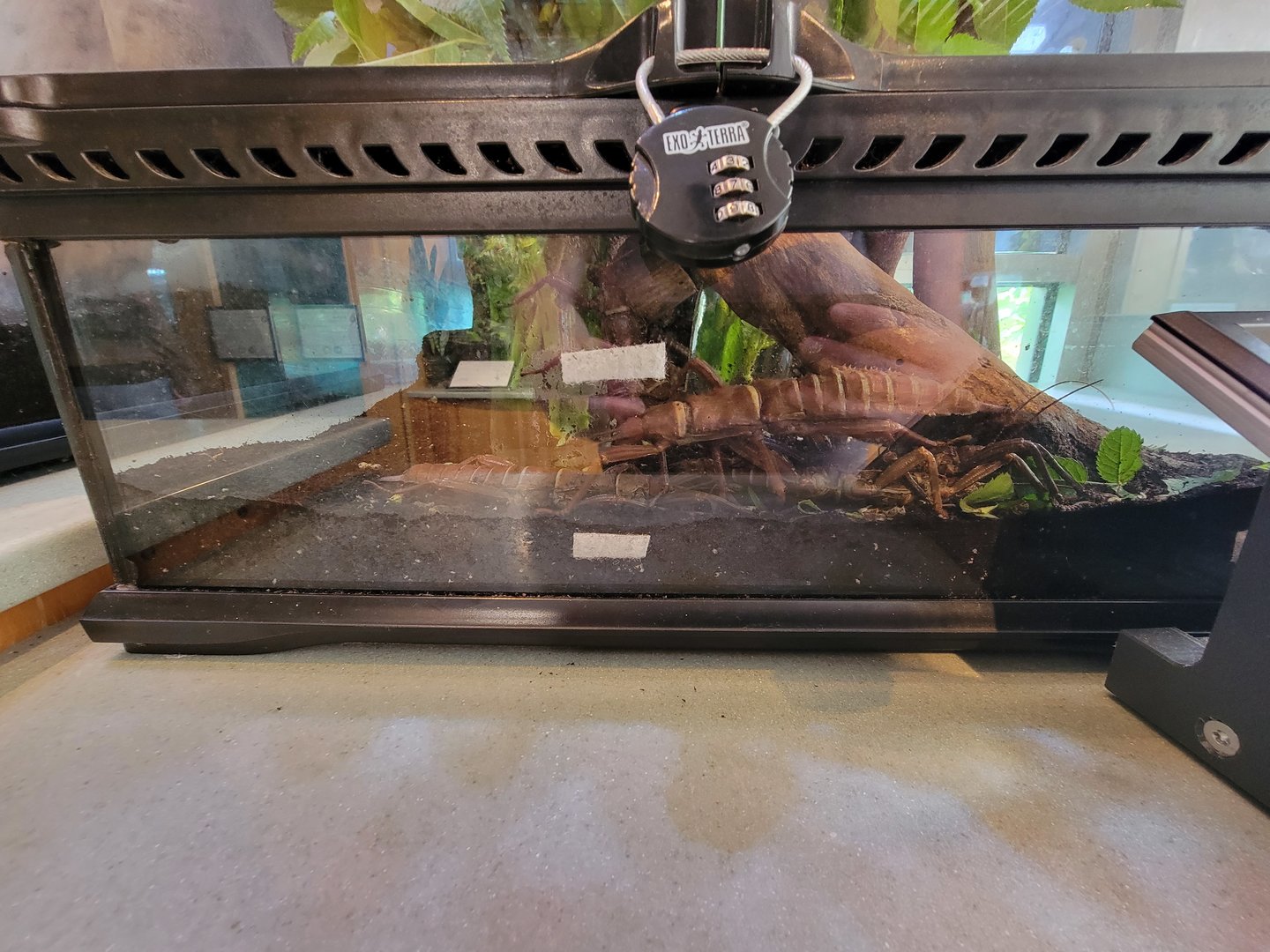 MOS Boston - Insect Zoo, thorny devil walking stick