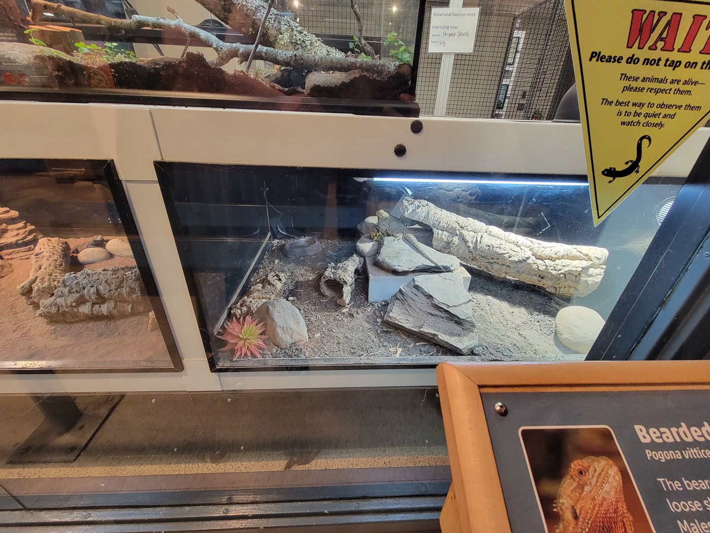 MOS Boston - Live Animal Lab, bearded dragon